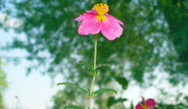 Cistus canadensis